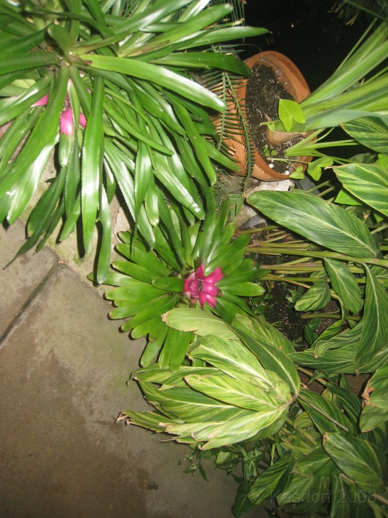 Toledo Zoo Lights 2008 071.jpg - The regular visit to the Toledo Ohio Zoo to see the Christmas Lights displays. New this trip were the "Dancing Lights", displays flashing in time with the Christmas Songs.